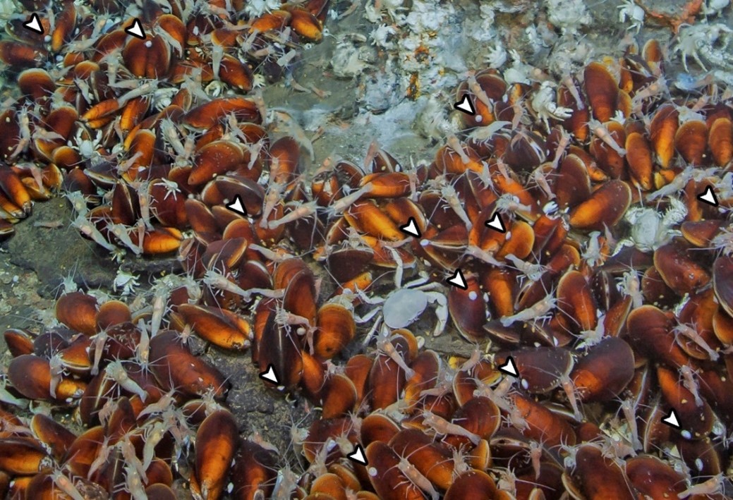 A deep-sea limpet vent population in the Okinawa Trough. These limpets usually attach to the mussel shells as indicated by the white arrows.