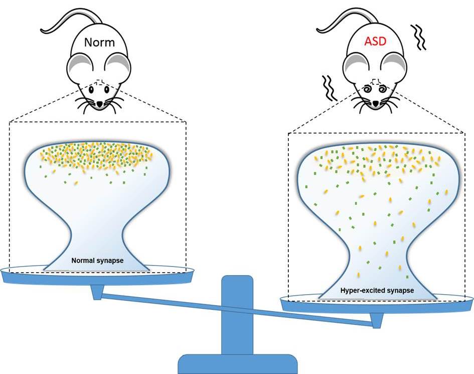  Prof Zhang’s research discovers that mice with mutation of SynGAP have hyper-excited synapses and show autistic symptoms