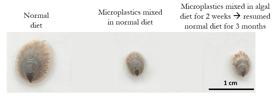  Prof Chan’s research found that if slipper limpets were exposed to a high concentration of microbeads during their larval stage, they would not resume their original growth rates even after the removal of microbeads from their surroundings.