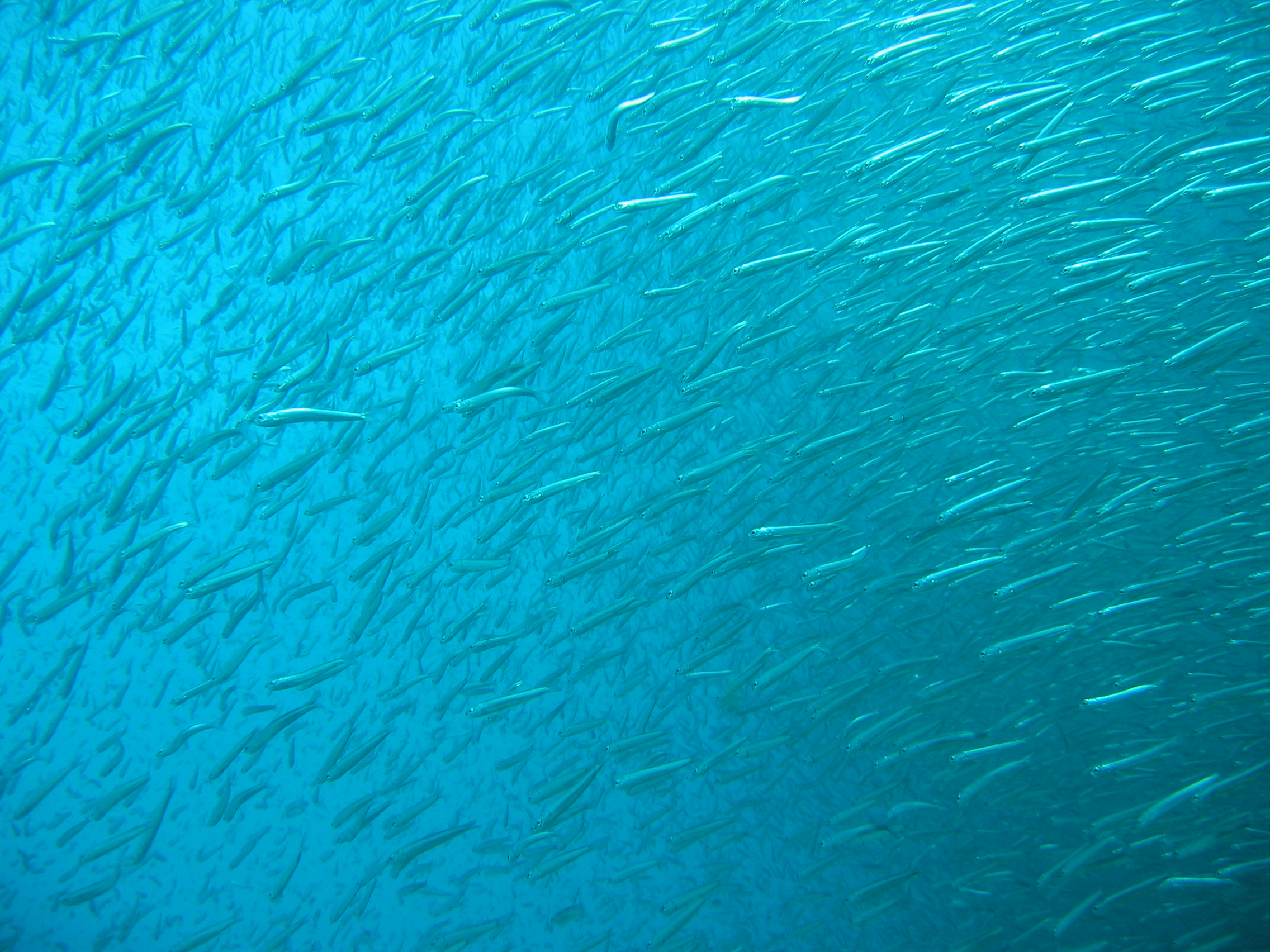 Japanese anchovy