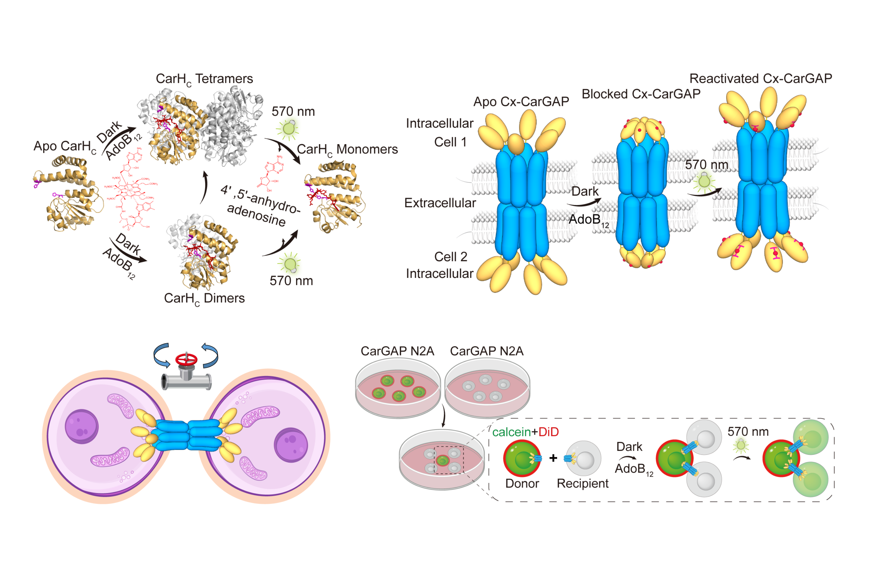 The design principle of Connexin CarGAP in mammalian cells.