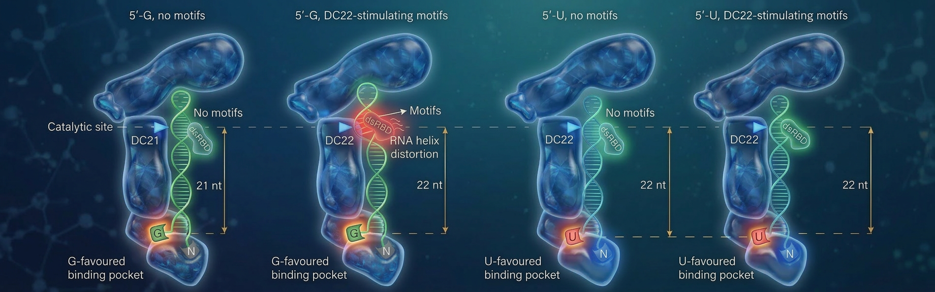 This diagram shows how the DICER enzyme acts like a "smart ruler" to decide exactly where to cut a strand of RNA, according to Prof. Nguyen.